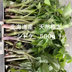 北海道産　天然物　シドケ　モミジガサ　500g ※注文入り次第採りに行きます！