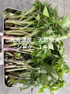 北海道産　天然物　シドケ　モミジガサ　1000g ※注文入り次第採りに行きます！