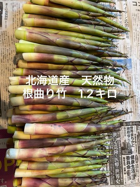 北海道産　天然物　姫竹　根曲り竹　タケノコ　1.2キロ