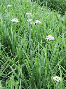 * this month. service goods *1 jpy * seedling 5ps.@~20ps.@* Mugen garlic chive ... production garlic chive seedling ...