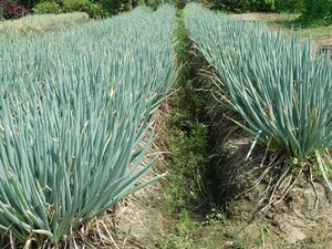 ★彡送料無料★彡◆苗◆無限分けネギ　約２ｋｇ 30～60本　ねぎ 坊主無し 葱 ふかや産