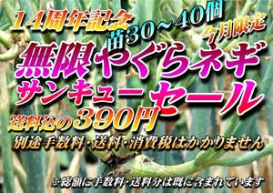 ☆珠芽苗30～50個☆無限ヤグラネギ 390円送料込み☆14周年記念サンキューセール◆種子 二階 三階 葱 櫓 灯台 無限深谷 ネギ やぐらねぎ