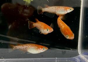 紅帝ラメメダカ有精卵　15個＋αメダカ 【めだか】【メダカ】【メダカ卵】【ミヤコメダカ】