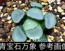 青宝石万象　「3点以上送料無料」多肉植物 ハオルチア _画像1