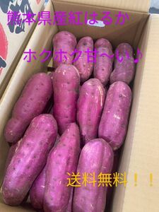 新べにはるか　5kg　送料無料　熊本県産