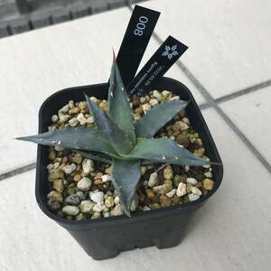 【鉢ごと】アガベ　ユタエンシス Agave utahensis 008