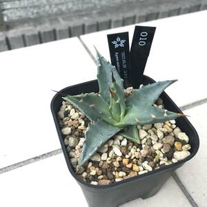 【鉢ごと】アガベ　ユタエンシス Agave utahensis 010