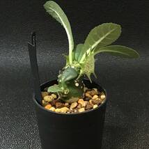 【鉢ごと】フォエチダ　モンスター Dorstenia foetida 'Monster' 006_画像5