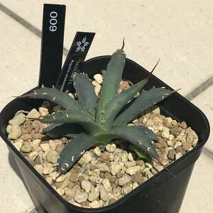 【鉢ごと】アガベ　ネバデンシス Agave nevadensis 009