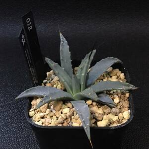 【鉢ごと】アガベ　ネバデンシス Agave nevadensis 012