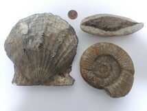 【化石】大型化石4点セット（計1.4kg）_画像1