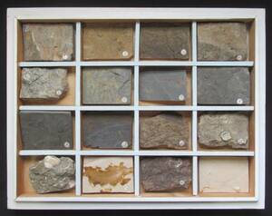 石5『 化石標本 / 岩石鉱物標本 』＊Specimens Fossils, Rocks & Minerals. 堆積物. 古生物. 鉱石. 自然石. 天然石. 原石. パワーストーン