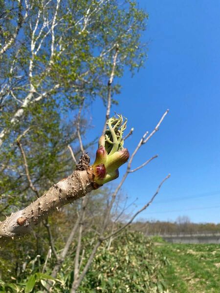 北海道産タラの芽本日で終了しますのでお早めに