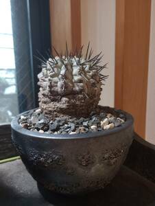 黒王丸　現地球　コピアポア　シネレア　Copiapoa cinerea　自根