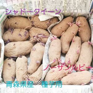 種芋　シャドークイーン　ノーザンルビー　じゃがいも　青森県産　ジャガイモ