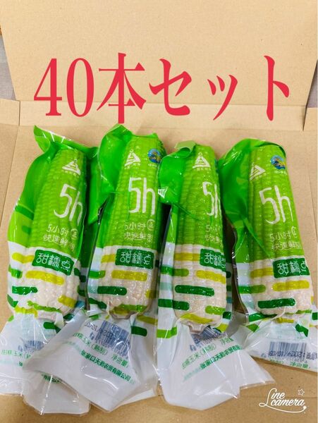 糯玉米棒　　モチとうもろこし 軸付き糯玉米　　　40本セット