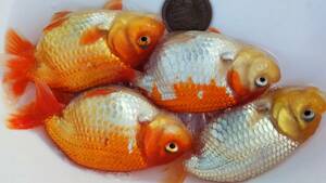 *Seven Colors*17 number ..F. system this year fish 4 pcs set 