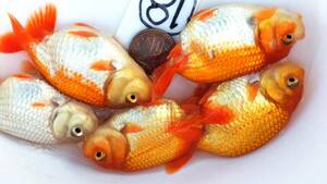 *Seven Colors*18 number ..F. system this year fish 5 pcs set 