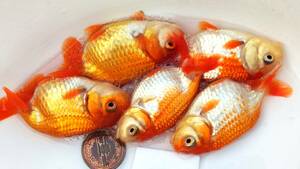 *Seven Colors*20 number ..F. system this year fish 5 pcs set 