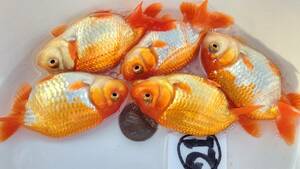 *Seven Colors*21 number ..F. system this year fish 5 pcs set 