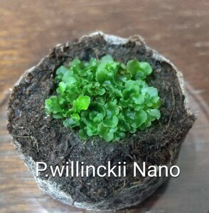P.willinckii Nano staghorn fern wi Lynn key nano .. breeding front leaf body .. body ..