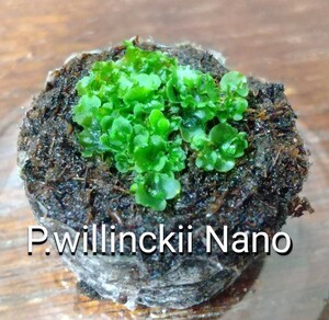 P.willinckii Nano ビカクシダ ウィリンキー ナノ 胞子培養 前葉体 胞子体 胞子