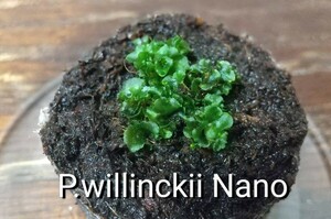 P.willinckii Nano ビカクシダ ウィリンキー ナノ 胞子培養 前葉体 胞子