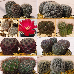 【種子を出品】◆　スルコレブチア属MIX Sulcorebutia spp. 10+粒/サボテン