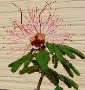 [ seeds . exhibition ]*fea Lee duster Calliandra eriophylla 10 bead /mame. Hanaki / summer type / pink flower 