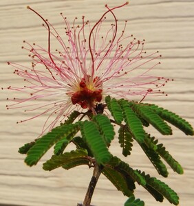 【種子を出品】◆　フェアリーダスター Calliandra eriophylla 10粒/マメ科花木/夏型/ピンク花