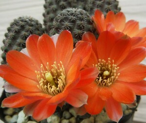 【種子を出品】◆　 レブチア タフナエンシス ES45 Rebutia pygmaea v. tafnaensis 10粒/サボテン/オレンジ花