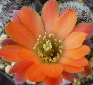 【種子を出品】◆　 レブチア タフナエンシス WR 508a Rebutia pygmaea v. tafnaensis 10粒/サボテン/オレンジ花