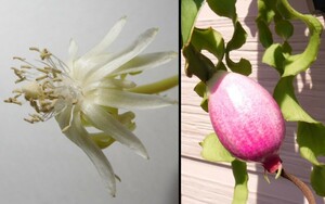 【種子を出品】◆　エピフィルム モンストローサ Epiphyllum 5粒/矮性/フルーツサボテン