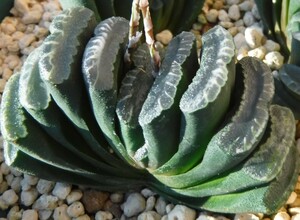 【種子を出品】◆　ハオルチア トルンカータ(玉扇) GM313 Haworthia truncata 5粒/原種