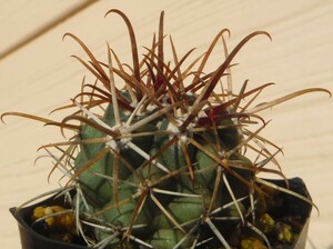 【種子を出品】◆　フェロカクタス 紅洋丸 SB1244 Ferocactus fordii 10粒/サボテン/珍しい小型種