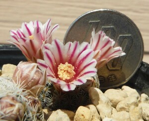 【種子を出品】◆　マミラリア ヘルモサナ Mammillaria hermosana 5粒/サボテン/小型白色球体