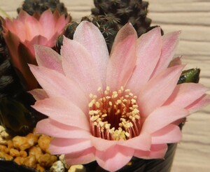 【種子を出品】◆　レブチア レウカンテマ(?) aff. HJ 490 Rebutia leucanthema 5粒/サボテン/美花/小型種