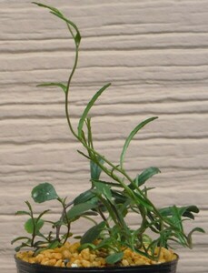 【種子を出品】◆　キフィア リナリオイデス Cyphia linarioides 10＋粒/キキョウ科塊根植物/夏型