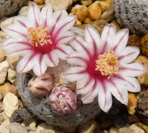 【種子を出品】◆　マミラリア 姫玉 JRT4183(テレル郡産) Mammillaria lasiacantha 10粒/サボテン