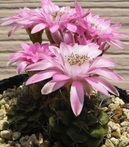 【種子を出品】◆　ギムノ 麗蛇丸ロツンドゥルム VOS 03-047 Gymnocalycium 10粒/サボテン