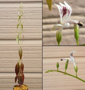 [ seeds . exhibition ]* and ro graph .spani cooler taAndrographis paniculata 10 bead / herb /. heart lotus 