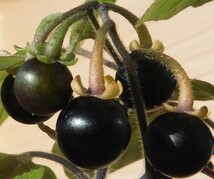 黒くて甘い宝石の様な果実です