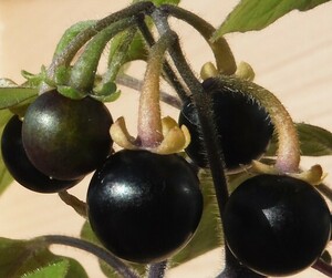 【種子を出品】◆　ワンダーベリー Solanum retroflexum 15粒/食用果実/矮性