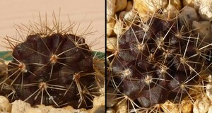 【種子を出品】◆　ピロカクタス ホリダス Pyrrhocactus horridus 5+粒/サボテン/強刺