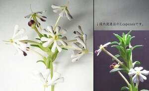 【種子を出品】◆　ザルジアンスキア カペンシス Zaluzianskya capensis 20粒/海外流通系統