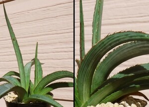 【種子を出品】◆　アガベ 白磁路 (テキサス El paso産) Agave 10粒/美種/多肉