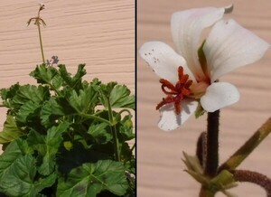 【種子を出品】◆　ペラルゴニウム ウォルセステラエ Pelargonium worcesterae 5粒/夏型/塊根種