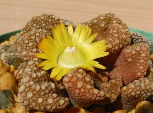 【種子を出品】◆　チタノプシス 天女 Titanopsis calcarea 10粒/メセン