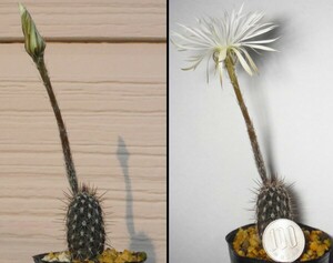 【種子を出品】◆　奇想丸 A 91/I/24a Seti-echinopsis mirabilis 5粒/サボテン/夜咲き種