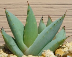 【種子を出品】◆　アロエ 雪女 Aloe claviflora 10粒 青白肌の美種